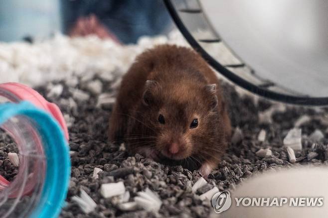 햄스터  [AFP 연합뉴스 자료사진]