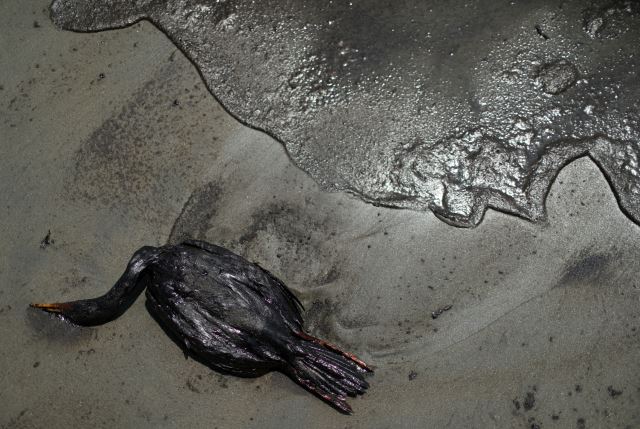 지난 18일(현지시간) 페루 카야오주 벤타니야 해변에서 새 한 마리가 온몸이 기름으로 뒤덮인 채 죽은 모습. 지난 15일 남태평양 섬나라 통가 인근에서 발생한 해저화산 폭발의 여파로 1만km 넘게 떨어진 이곳에도 비정상적인 파도가 일어 인근 정유공장에서 하역 작업 중이던 유조선에서 기름이 유출되는 사태가 발생했다. 로이터연합뉴스