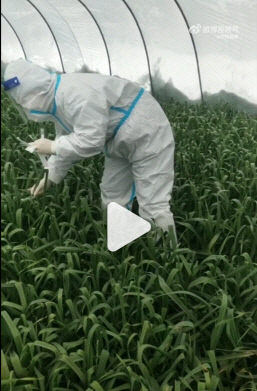 중국 허난성 위저우에서 방역요원이 코로나19 검사를 위해 마늘 잎에서 검체를 채취하는 동영상이 사회관계망서비스에 올라와 있다. 웨이보 동영상 캡쳐