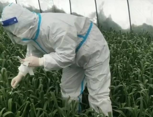 중국 허난성 위저우시의 한 마을에서 방역 요원이 비닐하우스에 있는 마늘 모종에서 코로나19 핵산 검사에 필요한 샘플을 채취하고 있는 모습 /사진 = 중국 웨이보