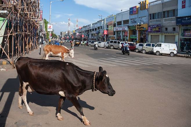 인도의 한 도시 시내를 활보하는 소의 모습 자료사진 123rf.com