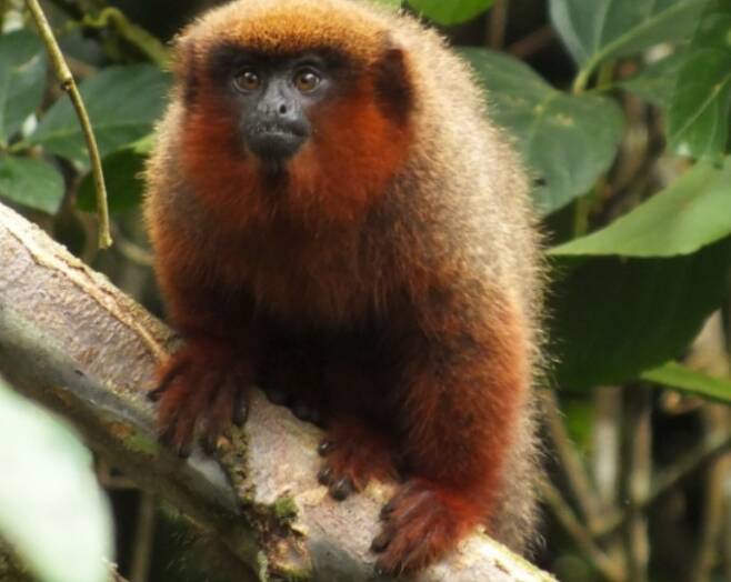 이 원숭이의 이름엔 한 카지노의 이름이 붙었다. 생물종의 명명권은 생물다양성 연구를 위해 판매되기도 한다. 아이내추럴리스트(inaturalist.org) 제공