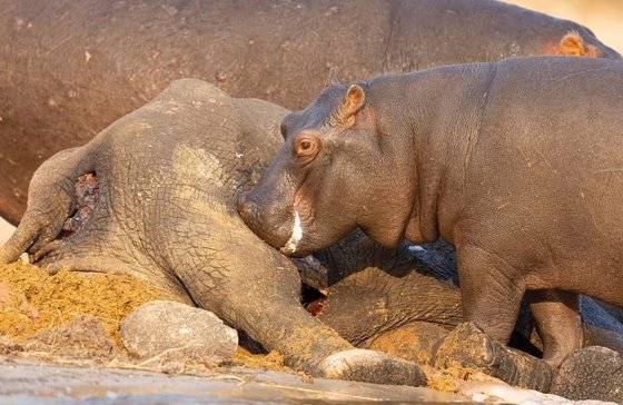 한 하마는 죽은 코끼리의 몸이 썩을 때까지 기다리지 않고 위장까지 먹으려고도 했다. [사진 cengizadabag.org]