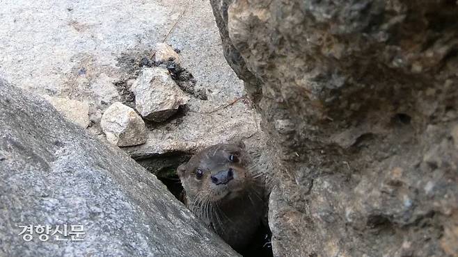 강원도 화천에 위치한 한국수달연구센터에서 보호 중인 수달 한 마리가 바위 사이로 고개를 내밀고 있다. |최유진PD
