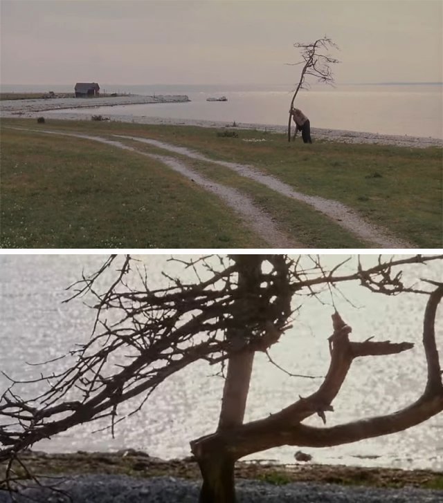 안드레이 타르콥스키 감독의 마지막 작품 ‘희생’에서 주인공 알렉산더가 자신의 생일날 황량한 바닷가에 시든 나무 한 그루를 심고 있다(위쪽 사진). 영화의 마지막 장면에 등장하는 나무. 앙상한 나뭇가지 사이로 보이는 반짝이는 물결이 생명 회복에 대한 희망을 상징한다. 유튜브 캡처