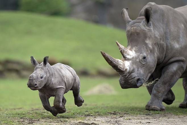 지난 27일 동물원에서 공개 된 엄마 코뿔소 니자리(Nijiri) 앞에서 깡충깡충 뛰어 노는 새끼 코뿔소 자와디(zawadi) /AP 연합뉴스