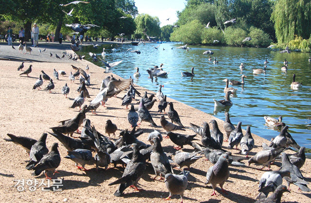 영국 런던의 리젠츠 파크에서 비둘기들이 떼지어 모여 있다. 최근 비둘기 떼 규모가 일정 수준을 넘어가면 무인기를 자동으로 출동시켜 쫓아내는 시스템이 개발됐다. 위키피디아 제공