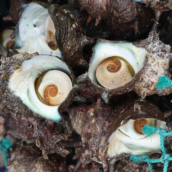 Sea snails, called “sora,” can be harvested from November through April off the coast of Jeju Island. Photo © 2021 Hyungwon Kang