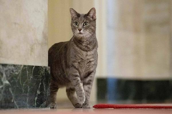 조 바이든 미국 대통령 부부가 백악관에서 키우게 된 두살 고양이 '윌로'. / 사진 = 연합뉴스
