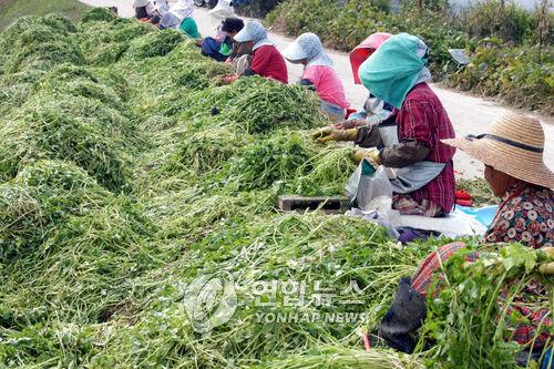 미나리 수확하는 여성 농업인 [연합뉴스 자료사진]