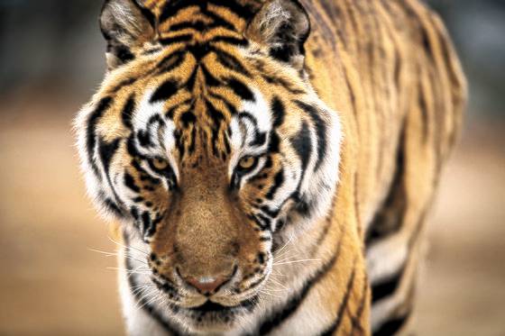 경북 봉화의 국립백두대간수목원에서 관리하고 있는 백두산호랑이. 전민규 기자