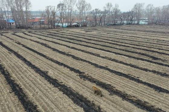 중국 북동부 헤이룽장성 미산의 한 마을을 향해 걸어가는 백두산호랑이의 모습. 2021년 4월 23일 촬영됐다. 중국과 러시아 국경 근처에서 호랑이는 차량을 공격하기도 했다. AFP=연합뉴스