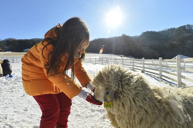 하늘목장 먹이주기체험. 하늘목장 제공