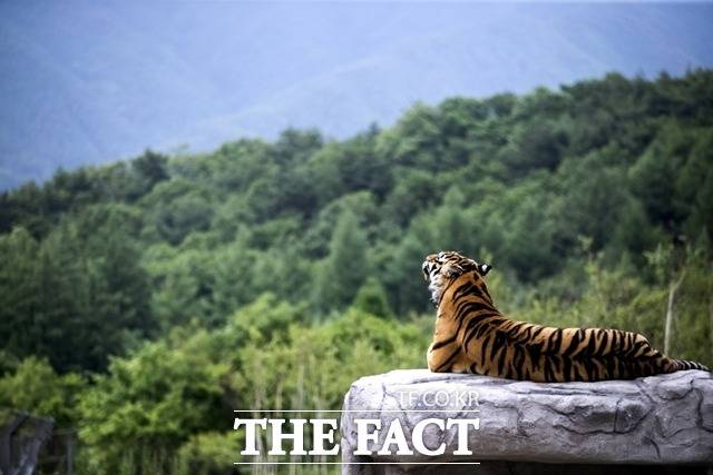 현재 한반도에는 호랑이가 서식하지 않는다는 게 정설이다. 그러나 혹시 1마리라도 살고 있을 가능성 혹은 기대감은 늘 따른다./국립백두대간수목원 제공.