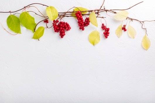 오미자는 다섯 가지 맛이 난다고 해서 오미자라고 불린다.