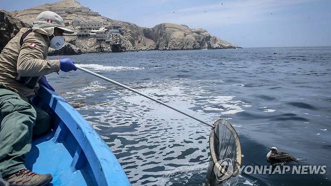 기름 유출 해안에서 바닷새를 구조하는 페루 생물학자 [EPA 연합뉴스 자료사진. 재판매 및 DB 금지]