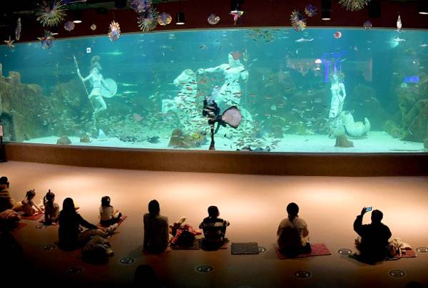 대전 엑스포 아쿠아리움 메인수조에서 먹이 주기 공연이 펼쳐지고 있다.
