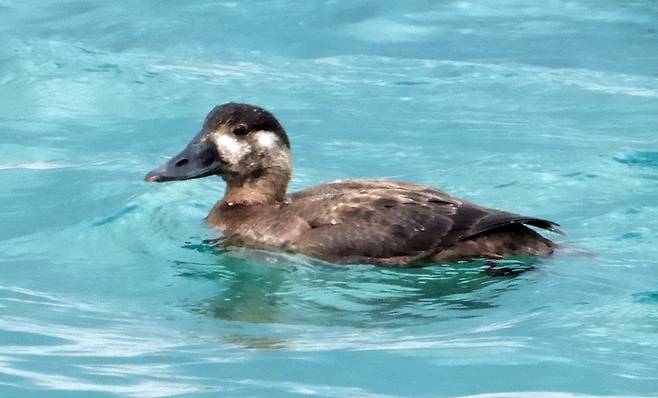 [제주=뉴시스] 우장호 기자 = 국내 미기록종인 흰이마검둥오리(학명 Melanitta perspicillata, 영명 Surf Scoter) 1마리가 9일 오후 제주 서귀포시 성산읍 인근 해상에서 먹이활동을 하고 있다. (사진=한국조류보호협회 제주지회 제공) 2022.02.09. woo1223@newsis.com *재판매 및 DB 금지