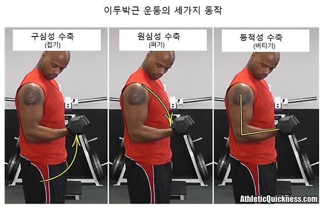 세 가지 동작 중 가장 효과가 좋은 것은 팔에 힘을 주면서 덤벨을 아래쪽으로 펴는 원심성 수축 운동이다.