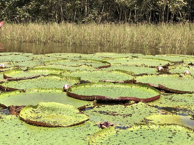 아마존 강이 홍수로 범람하는 몇 달 동안 일시적 웅덩이에서 빠른 속도로 자라는 빅토리아수련은 독특한 잎 구조로 거대한 잎을 유지하는 데 성공했다. 리처드 홈, 위키미디어 코먼스 제공.