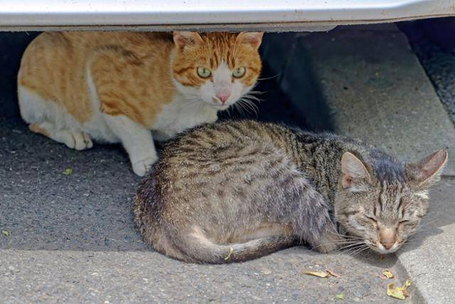 서울과 경기도에서 하루 55마리의 고양이들이 로드킬을 당하는 것으로 조사됐다. 픽사베이