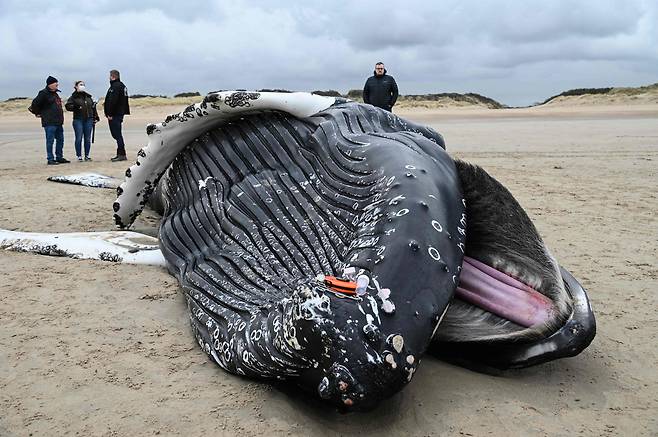 10일(현지시간) 프랑스 칼레 인근 해변에서 거대한 혹등고래가 죽은 채 발견됐다.(사진=AFP 연합뉴스)