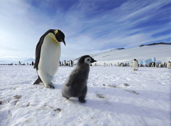 어미가 새끼를 재촉해 집으로 향하고 있다. 또래와 노느라 집으로 돌아오는 시간이 늦어버린 새끼는 어미에게 혼이 나서인지 표정이 우울하다.