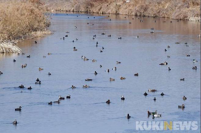 이천시 호법면 매곡천과 복하천이 만나는 합수지점에 다양한 겨울철새들이 마지막 겨울을 보내고 있다.