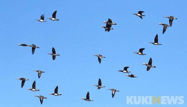 원앙 무리/ 기러기목 오리과 원앙속에 속하는 원앙(鴛鴦)은 천연기념물 제327호이다. 천연기념물이지만 개체수가 상당히 늘어나 최근 들어서는 호수나 하천에서 어렵지않게 볼 수 있다.