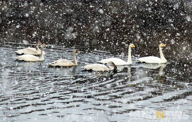 큰고니가족(1월 8일 이선행 작가 촬영)