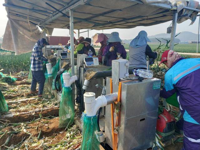 전남 신안 자은면 대파밭에서 근로자들이 기계를 이용해 대파 뿌리를 다듬고 있다. 신안= 김성환 기자