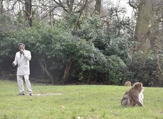 지난 6일 영국 스태퍼드셔주 티텐서 마을에 위치한 트렌트헴 몽키 포레스트 동물원은 바바리 원숭이에게 사랑의 세레나데를 들려주기 위해 가수 데이브 라지를 불렀다. /사진제공='trentham_monkey_forest' 인스타그램 캡처