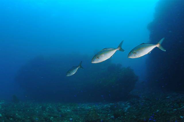 독도를 품은 동해의 수온이 지난 반세기 동안 약 1.7도 상승하면서 여름철 독도 근처에서 아열대성 어종들이 새롭게 발견되는 일이 잦아졌다. 토착어종들이 여전히 독도를 지키는 중에도 생태계 변화가 진행 중이다. 사진은 2010년 이후 독도 주변 바닷속에서 촬영된 물고기들. 잿방어. 잿방어는 여름에 독도를 찾는 방문종이다.해양수산부 공식블로그 캡처