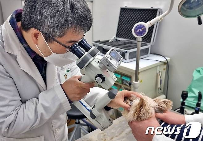 반려동물 안과 진료를 하고 있는 김준영 건국대 교수(건국대 수의대 제공) © 뉴스1
