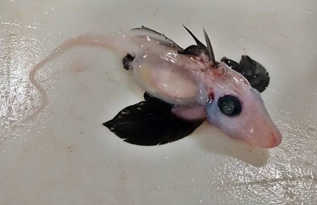 연구소가 건져올린 은상어 치어는 반투명 몸체에 검은색 지느러미와 검은색 눈, 흰색 꼬리 등으로 이뤄져 있었다. 큰 머리와 눈이 두드러졌으며, 크기는 손바닥 안에 들어올 정도였다. ‘유령상어’라 불리는 다른 심해 어류들과 마찬가지로 생김새가 기괴했다.