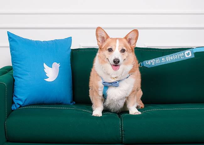 SNS에서 80만명이 넘는 팔로워를 거느린 '셀럽견' 백호의 모습. <사진제공=트위터>