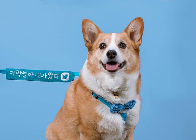 SNS에서 80만명이 넘는 팔로워를 거느린 `셀럽견` 백호의 모습. <사진제공=트위터>