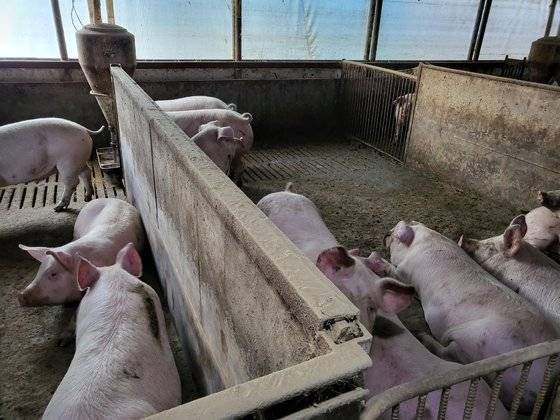 최씨는 보아스농장에서 돼지 450여마리를 키우고 있다. 이중 어미돼지(모돈)가 50마리다. 사진 최씨 제공