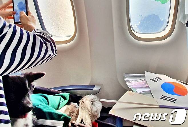 어나더베이비는 1일 '반려견과 함께하는 3.1절 기념 울릉도(DOG도) 비행' 행사를 주최했다. 반려견과 함께 탑승한 강희재씨가 독도 사진을 찍고 있다. © 뉴스1 최서윤 기자