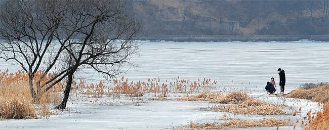 화천의 명소로 떠오르고 있는 거례리수목공원. 얼어붙은 북한강과 펜화 같은 수몰 나무들이 흑백사진 속 풍경처럼 보인다.
