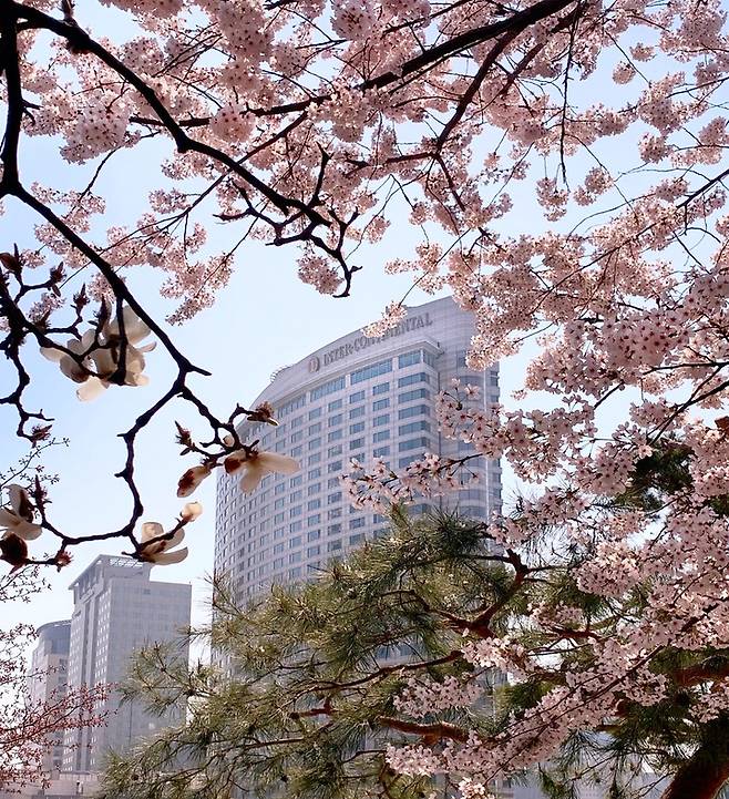 [서울=뉴시스]서울, 인터콘티넨탈 코엑스의 봄 (사진 = 트립닷컴) 2022.3.3. photo@newsis.com  *재판매 및 DB 금지