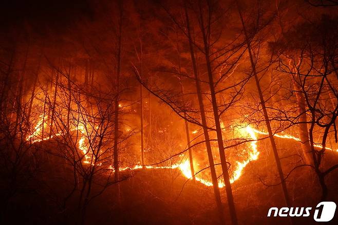 경북 울진군 북면 산불 발생 사흘째인 지난 6일 수시로 바뀌는 풍향과 강풍 및 연무로 산불이 울진군 금강송면 소광리 금강소나무숲 인근까지 번지고 있다. (산림청 제공) /뉴스1