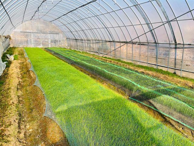 충남 서산시 운산면에 위치한 농장 비닐하우스에서 달래가 재배되는 모습.