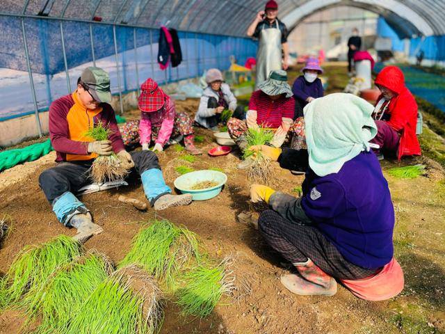 충남 서산시 운산면 가좌1리에 위치한 농장 비닐하우스에서 농민들이 달래를 수확하고 있다.