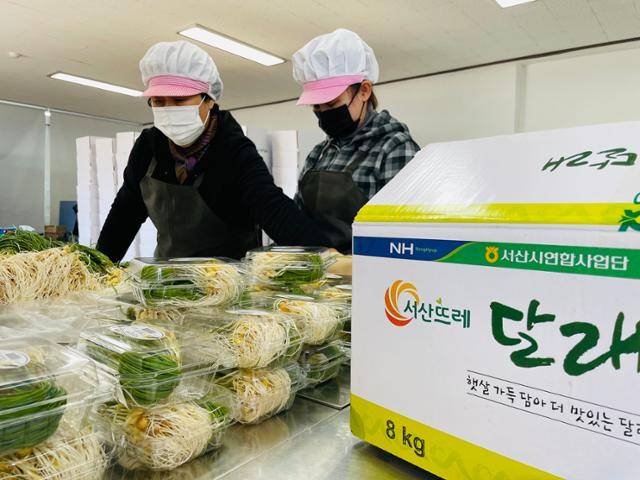 충남 서산시 운산 농협에서 달래를 소분해서 재포장하고 있다.