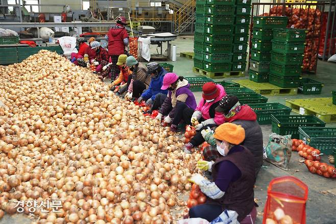 전남 함평군 엄다면의 양파 저장창고에서 노동자들이 선더미처럼 쌓인 양파를 망에 담고 있다. 양파는 지난 1월부터 가격이 폭락해 농가들이 어려움을 겪고 있다. 함평군 제공.