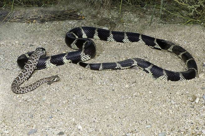 왕뱀이 방울뱀을 꼬리끝부터 삼키고 있다.  /Jerry Schudda. 미 국립공원관리청 홈페이지