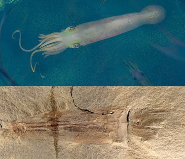 흡혈오징어 실립시모포디 비데니(Syllipsimopodi bideni)의 가상 그래픽과 발견된 화석의 모습