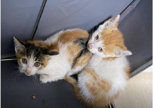 지난해 7월 디시인사이드에 올라온 새끼 고양이의 모습. 이 게시자는 해당 고양이를 학대하는 영상을 놀이처럼 중계해 올렸다. 결국 한 마리는 사망했고 나머지 한 마리의 행방은 알 수 없는 상태다. 카라 제공