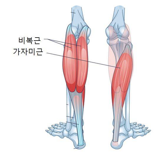 비복근, 가자미근./사진=게티이미지뱅크